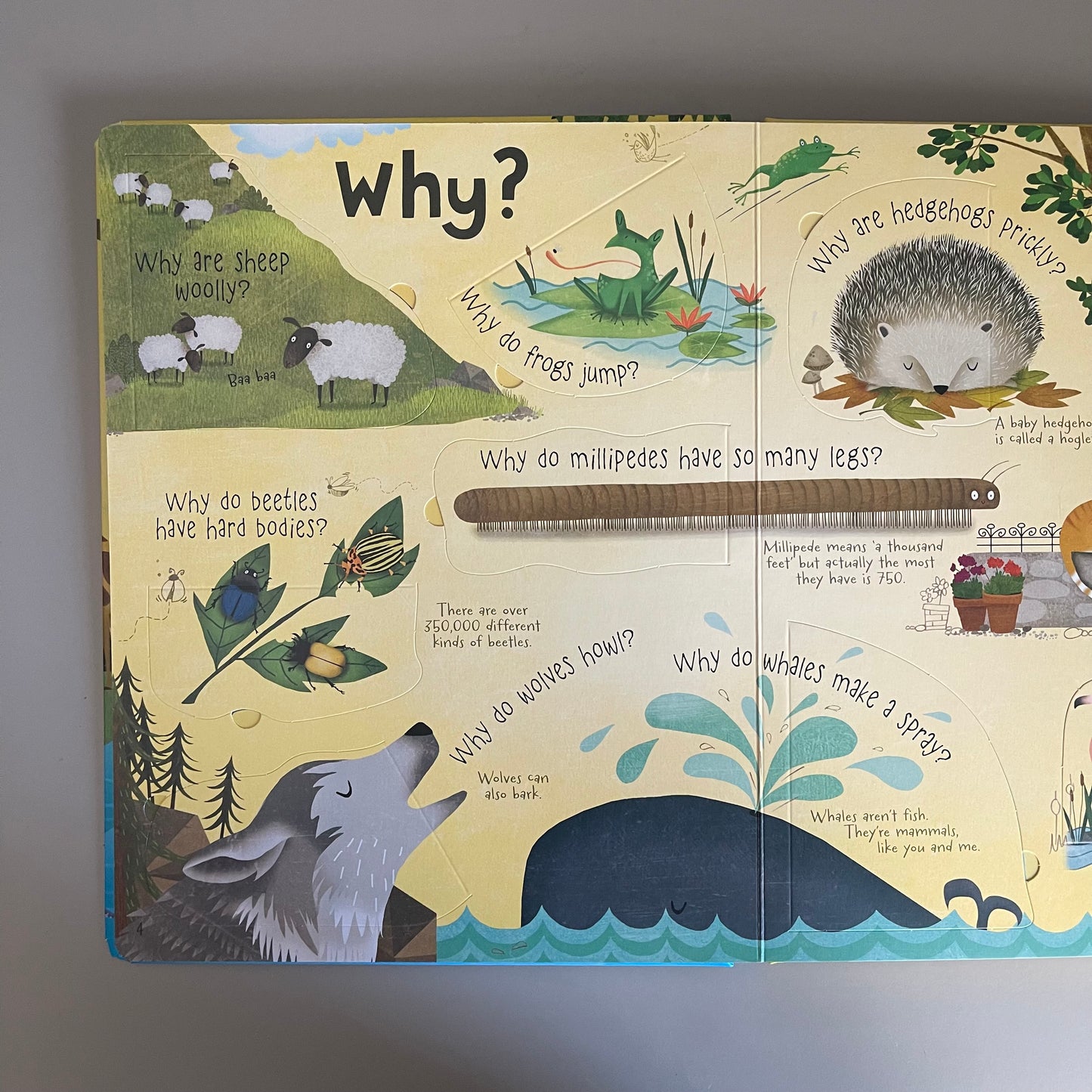 [Brand New] Usborne Lift-the-flap: Questions and Answers - about Animals