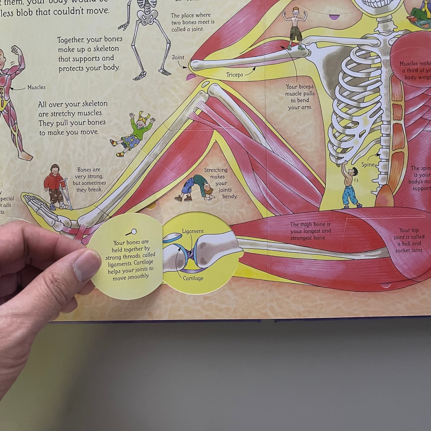 Usborne Flap Book - See inside Your Body