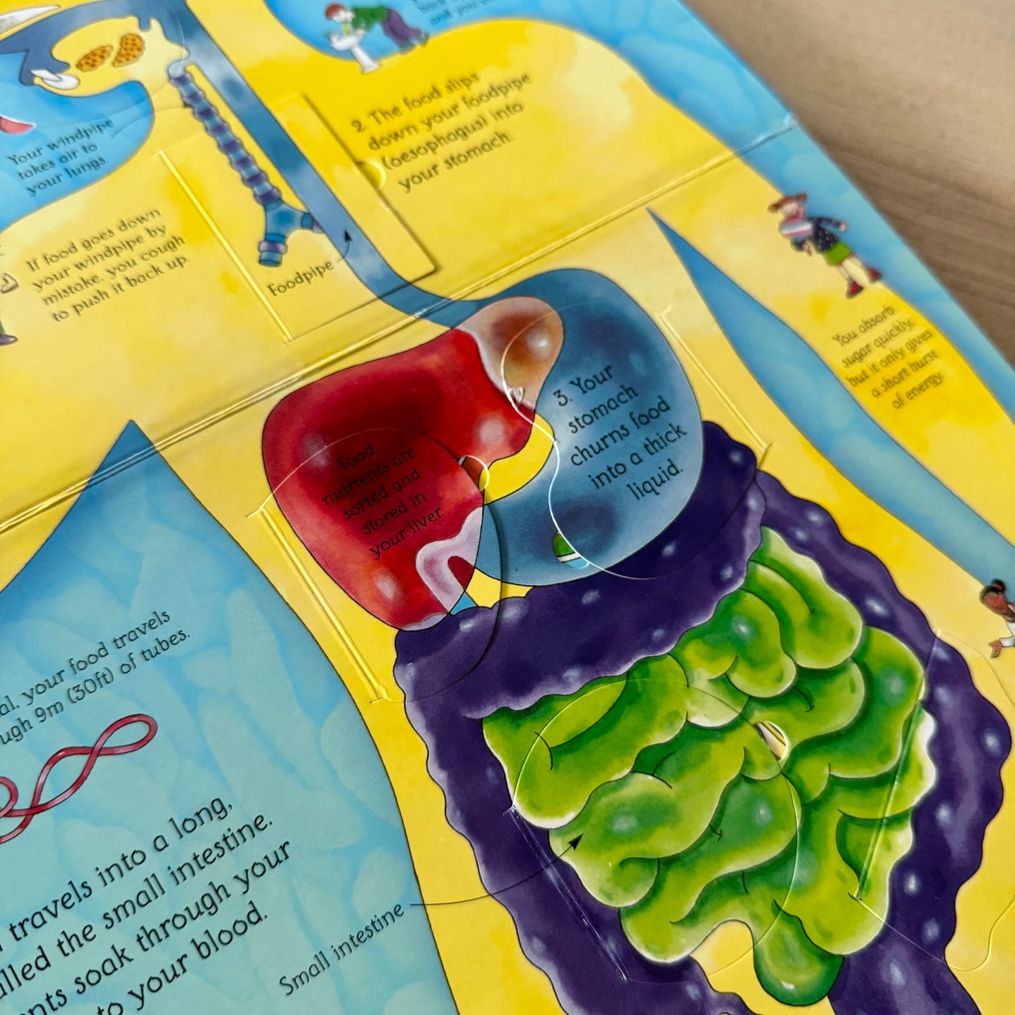 Usborne Flap Book - See inside Your Body