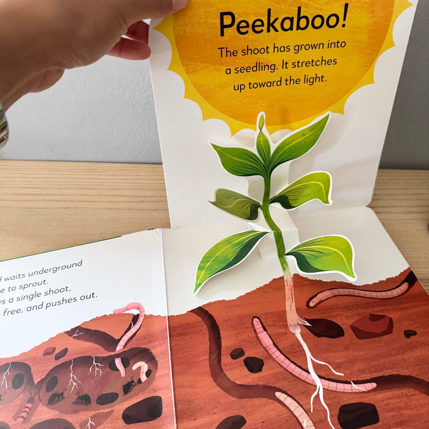 Pop-Up Peekaboo! - Tree