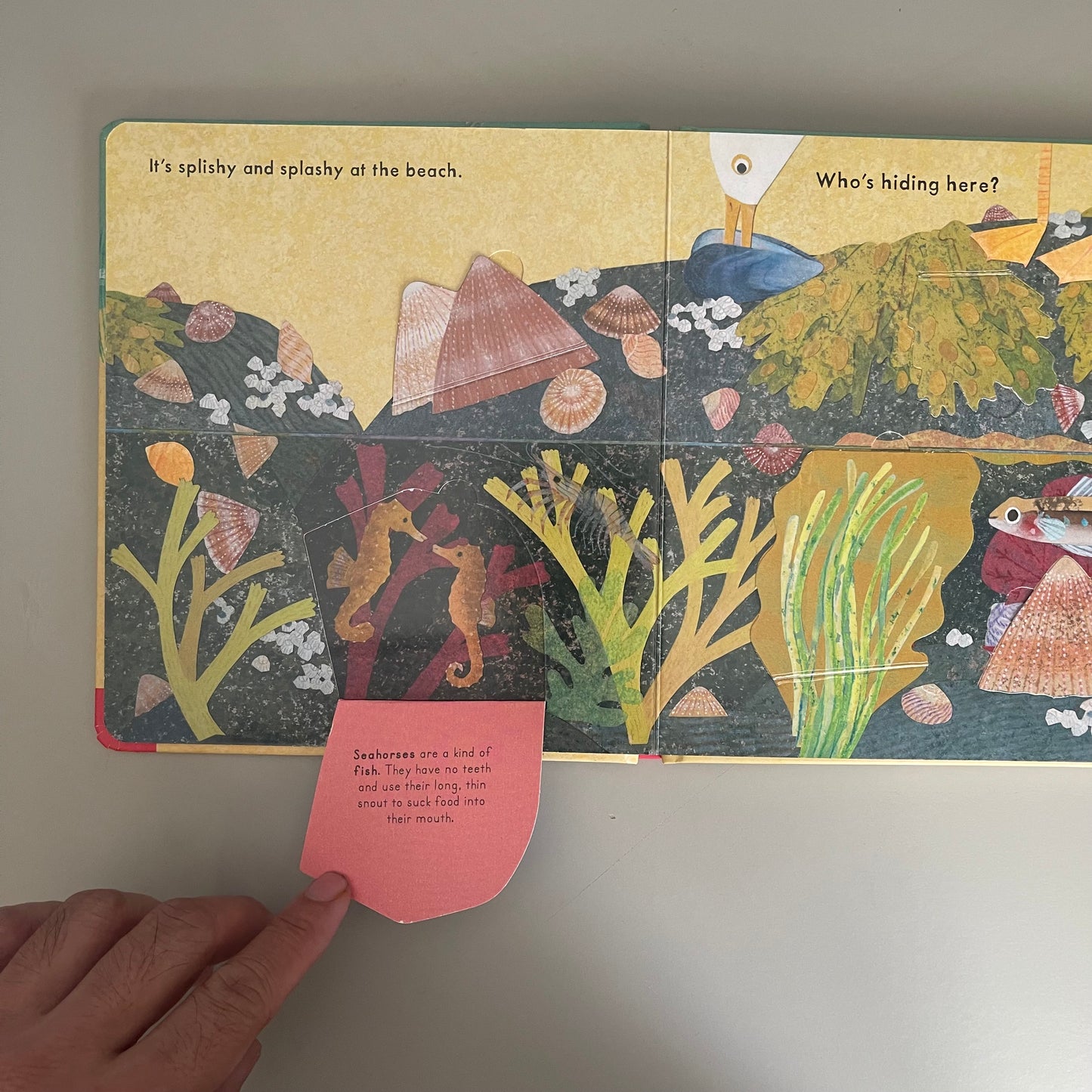 Who's Hiding at the Beach? / Katherine McEwen