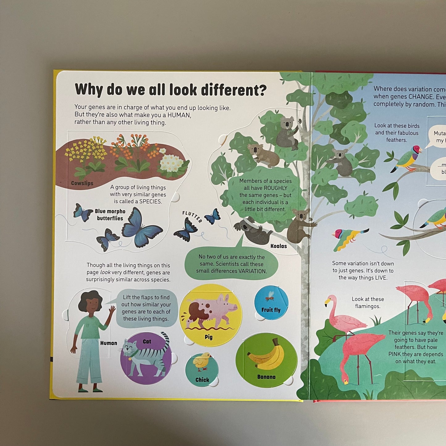 [Brand New] Usborne Lift-the-flap:  See Inside Genes and DNA