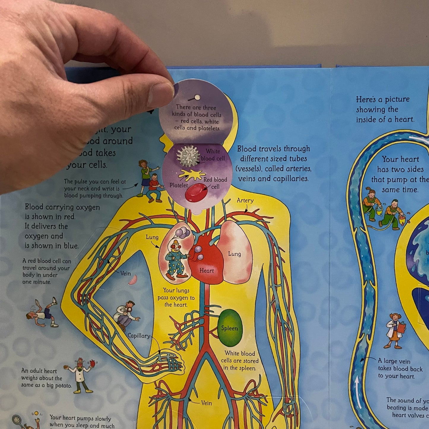 Usborne Flap Book - See inside Your Body