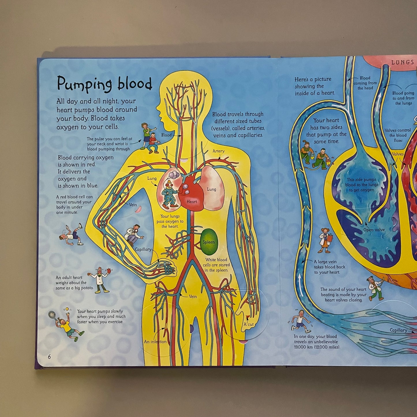 Usborne Flap Book - See inside Your Body
